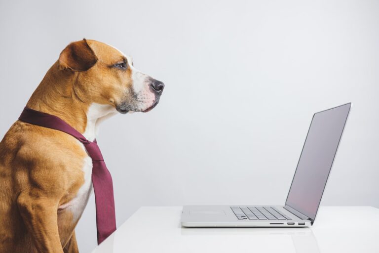 Estrategias de marketing digital para veterinarias