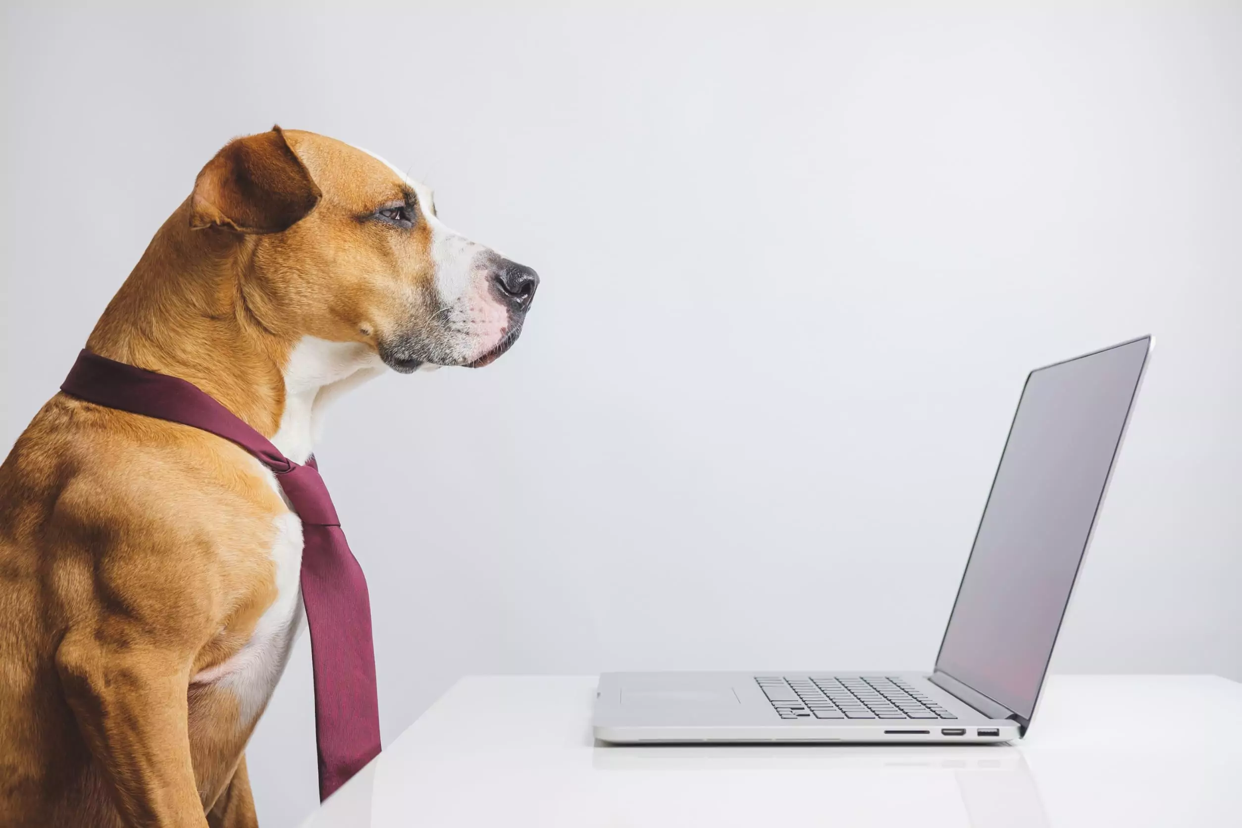 Estrategias de marketing digital para veterinarias